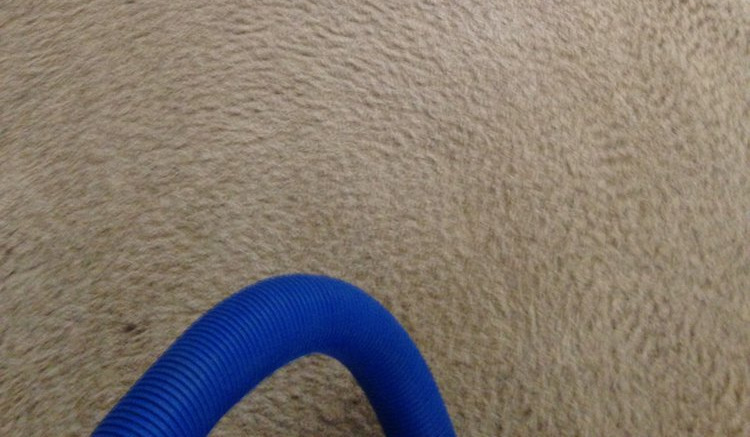 Cream cut pile after the extraction, the nap laid in one direction, the extraction hose still lying across the floor